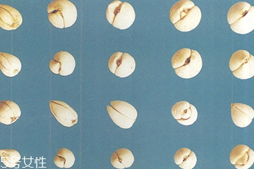 孕妇川贝母可以吃吗,川贝母孕妇可以吃吗有没有什么危害