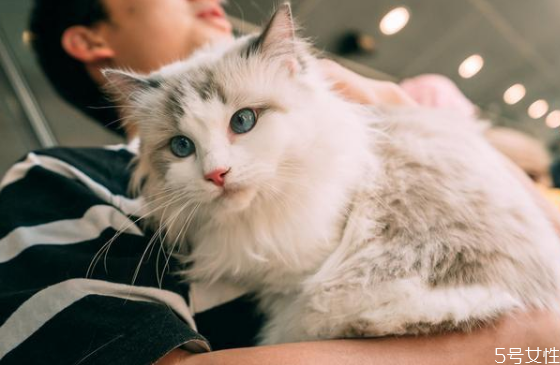 防止猫掉毛最有效的方法(有什么办法可以让猫咪不掉毛)