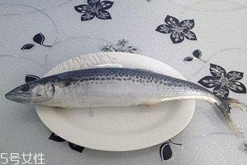 鲅鱼是什么样子的,鲅鱼是什么样子有图片吗