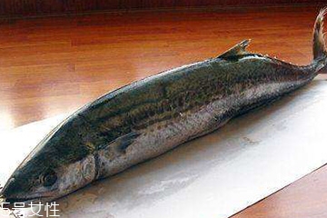 鲅鱼是淡水鱼还是海水鱼,鲅鱼是什么样的鱼