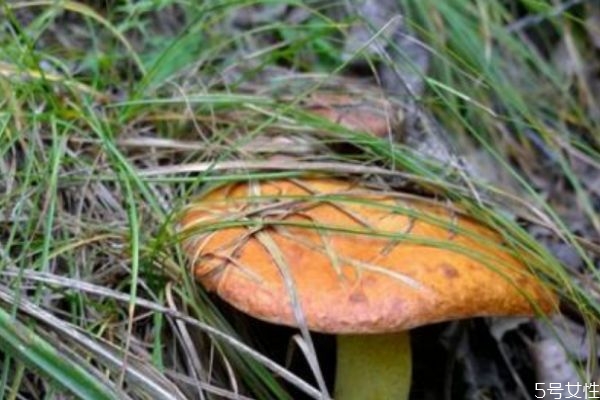 松蘑怎么保存,松茸蘑菇怎么保存方法 松蘑怎么保存,松茸蘑菇怎么保存方法