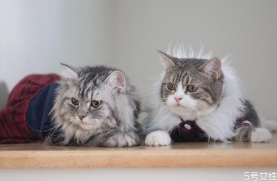 如何治疗猫藓(如何快速治疗猫藓) 如何治疗猫藓(如何快速治疗猫藓)