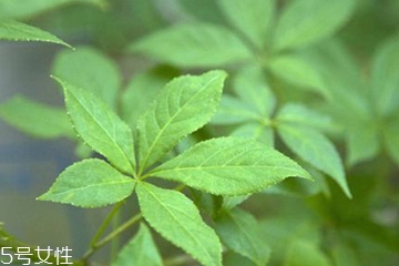 刺五加馅饺子的做法,刺五加饺子馅做法大全