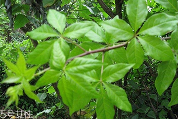 刺五加对肝有损害吗,刺五加能治肝病吗