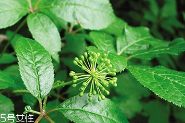 刺五加的禁忌人群,服用刺五加的禁忌