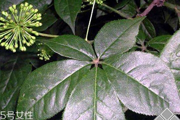 刺五加喝多了有副作用吗,刺五加可以常吃吗