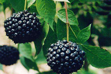 刺五加跟什么一起泡水,刺五加怎么泡水喝才好 刺五加跟什么一起泡水,刺五加怎么泡水喝才好