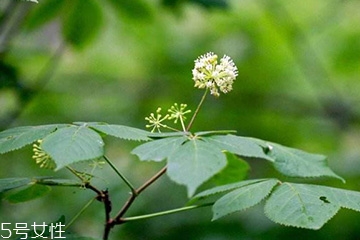 谷维素和刺五加可以一起吃吗,刺五加片和谷维素能一起吃吗