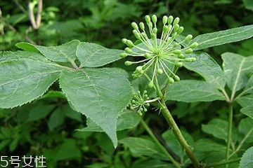 刺五加的最佳搭配,刺五加的最佳搭配谷维素