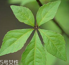 刺五加孕妇可以吃吗,刺五加片孕妇能吃吗