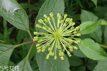刺五加加枸杞泡水喝的作用和功效,刺五加和枸杞一起泡水喝可以吗