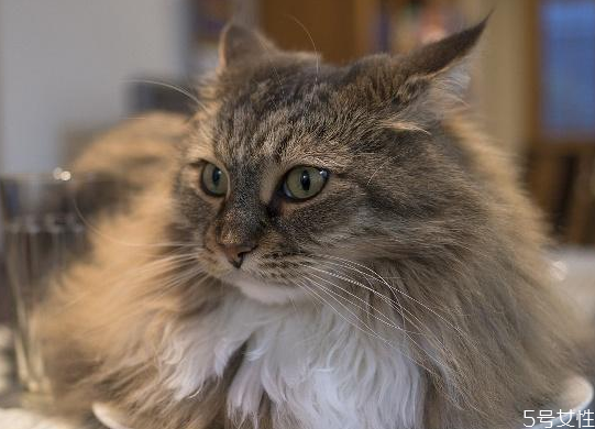 猫咪掉毛怎么办(猫咪掉毛怎么办 记住这四点)