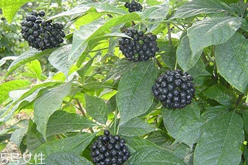 刺五加的用法用量,刺五加片的用法用量