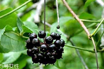 刺五加能治失眠吗,刺五加治疗失眠吗