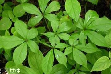 刺五加的别名叫什么,中药刺五加的别名