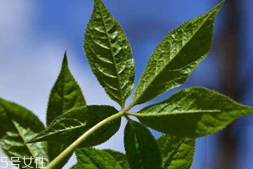 刺五加是寒性的吗,刺五加属性热还是寒