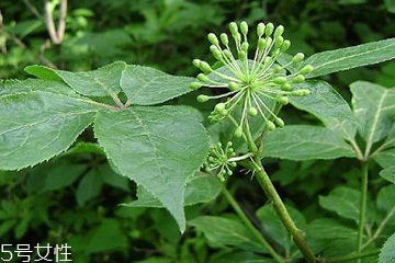 刺五加可以炒鸡蛋吗?,刺五加炒鸡蛋怎么做