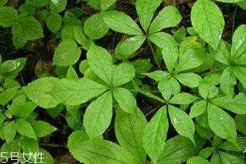 刺五加的功效和作用和腰间盘突出,刺五加的作用和功效 刺五加的功效和作用和腰间盘突出,刺五加的作用和功效