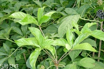 刺五加是什么样子图片,刺五加是什么植物