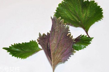 紫苏叶怎么用,紫苏叶用什么代替好