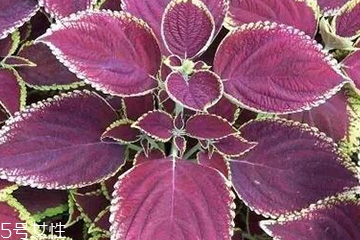 紫苏叶怎么煮水止咳,紫苏叶怎么煮水