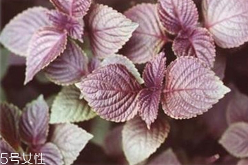 紫苏叶能泡脚吗,紫苏叶水泡脚