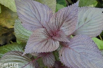 紫苏叶哪里有卖,紫苏的功效和作用紫苏图片