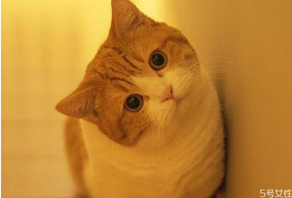 猫咪卫生安全注意事项(猫咪的注意事项)