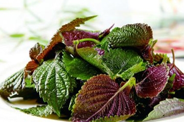 紫苏叶的热量,紫苏叶的热量为什么那么高