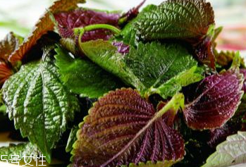 紫苏叶吃了会上火吗,紫苏叶吃多了会怎样 紫苏叶吃了会上火吗,紫苏叶吃多了会怎样