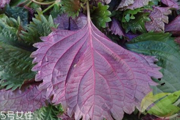 紫苏叶的形态特征,紫苏叶的样子