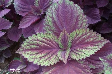 新生儿可以用紫苏叶洗澡吗,五个月的宝宝可以用紫苏叶泡澡吗