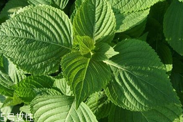 紫苏叶能治感冒吗,紫苏叶 感冒