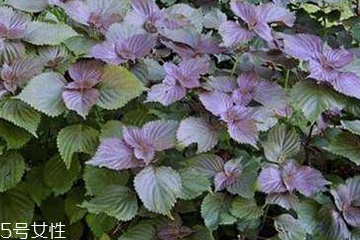 紫苏叶能包饺子吗,苏子叶包饺子的做法