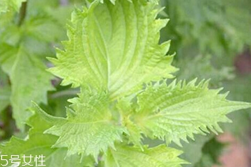 紫苏叶是什么颜色,绿色紫苏叶和紫色紫苏叶的区别