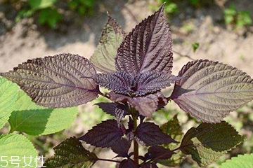 紫苏叶是碱性还是酸性食物,紫苏是碱性还是酸性食物