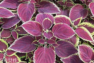 紫苏叶是什么味道,紫苏叶性味