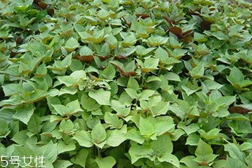 紫苏叶如何保存,干苏叶和紫苏叶有什么区别