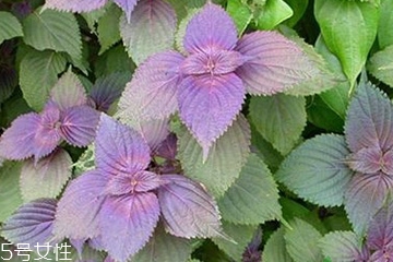 紫苏叶生长在什么地方,紫苏叶是什么植物的叶子