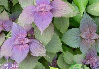 紫苏叶是中药吗,紫苏和紫苏叶是同一种中药吗