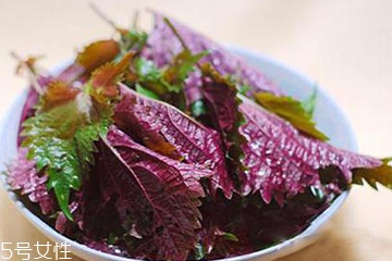 紫苏叶和苏子叶的关系紫苏叶和苏子叶是一样的吗,苏子叶跟紫苏叶一样吗