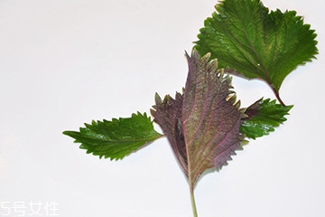 紫苏叶的食用禁忌,紫苏叶的功效和吃法和禁忌 紫苏叶的食用禁忌,紫苏叶的功效和吃法和禁忌