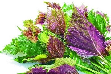 紫苏叶的好处,紫苏叶的好处和坏处? 紫苏叶的好处,紫苏叶的好处和坏处?