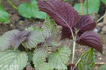 紫苏叶的养殖方法,盆栽紫苏的养殖方法 紫苏叶的养殖方法,盆栽紫苏的养殖方法