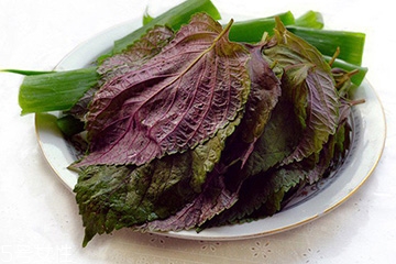 紫苏叶有什么功效,紫苏叶的作用及功能主治