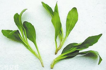 马兰头的功效和作用及食用方法,哪些人不能吃马兰头