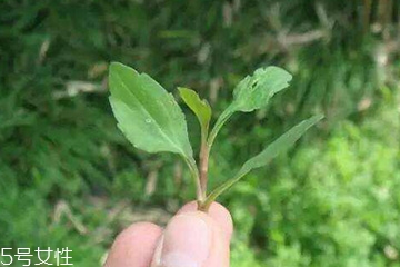 马兰头的味道,马兰头的味道是不是苦的