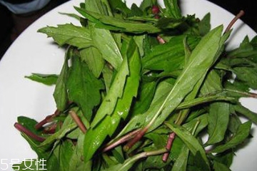 马兰头是马齿苋吗,马齿苋和马兰头是同一物吗