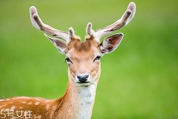 鹿肉是什么鹿的肉,鹿肉什么意思