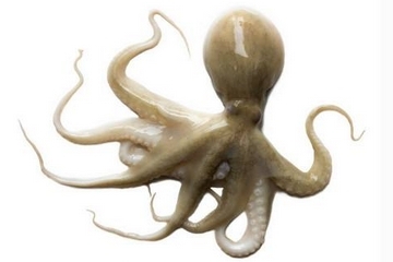 章鱼是什么颜色的,章鱼是什么颜色的图片